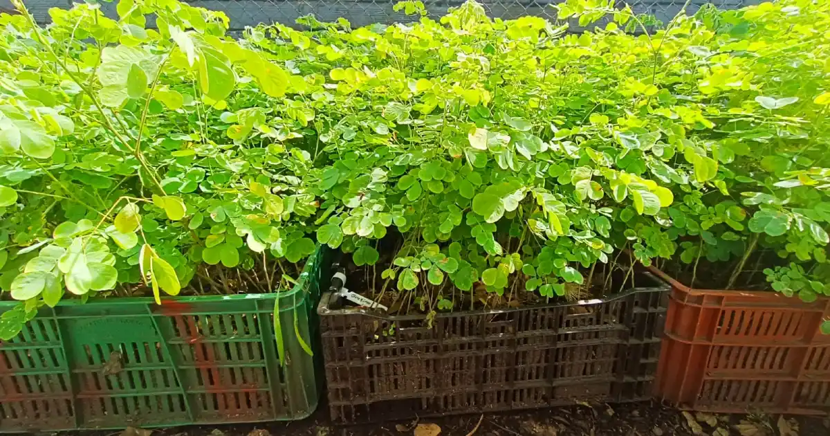 Árboles para ganadería sostenible