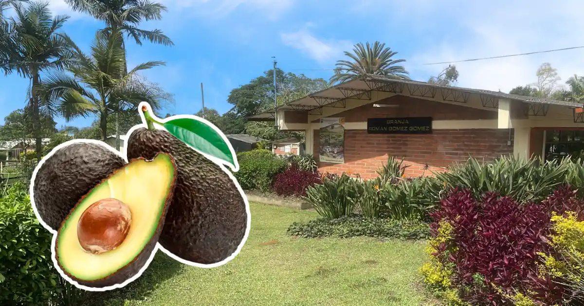 Granja Román Gómez Gómez, nuevamente certificada en Buenas Prácticas Agrícolas