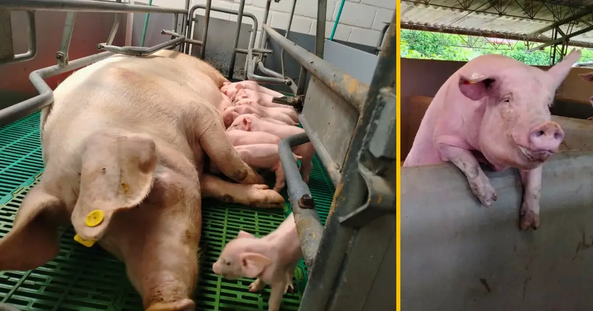 ¡Excelencia en Bienestar Animal! Granja Román Gómez Gómez ubicada en Marinilla, recibió certificado ICA para la especie Porcina