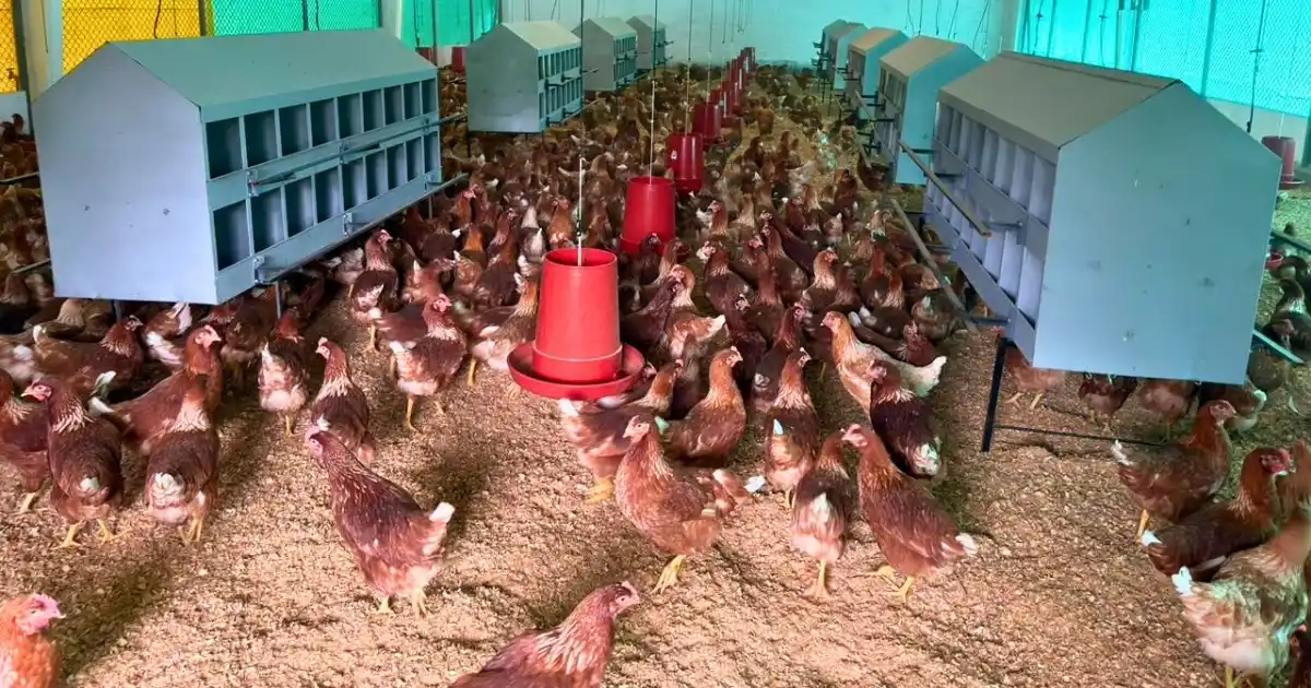 La granja del Poli en Marinilla alcanza el 100 % de su capacidad instalada en avicultura tras 20 años