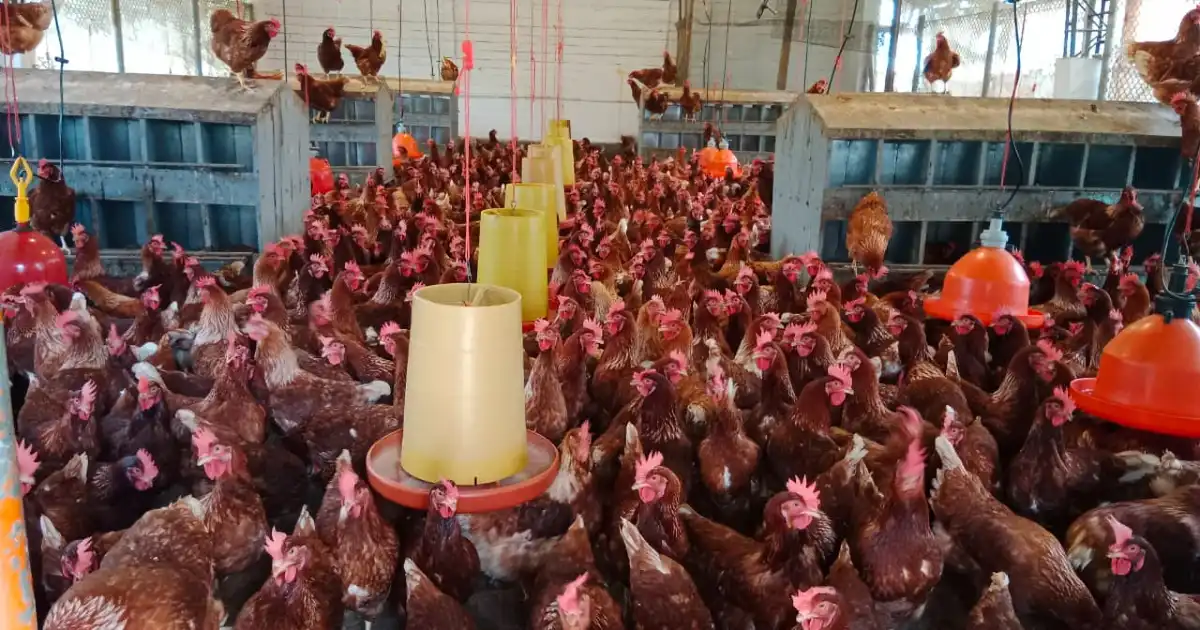 Lote 1 de avicultura en la granja de Marinilla
