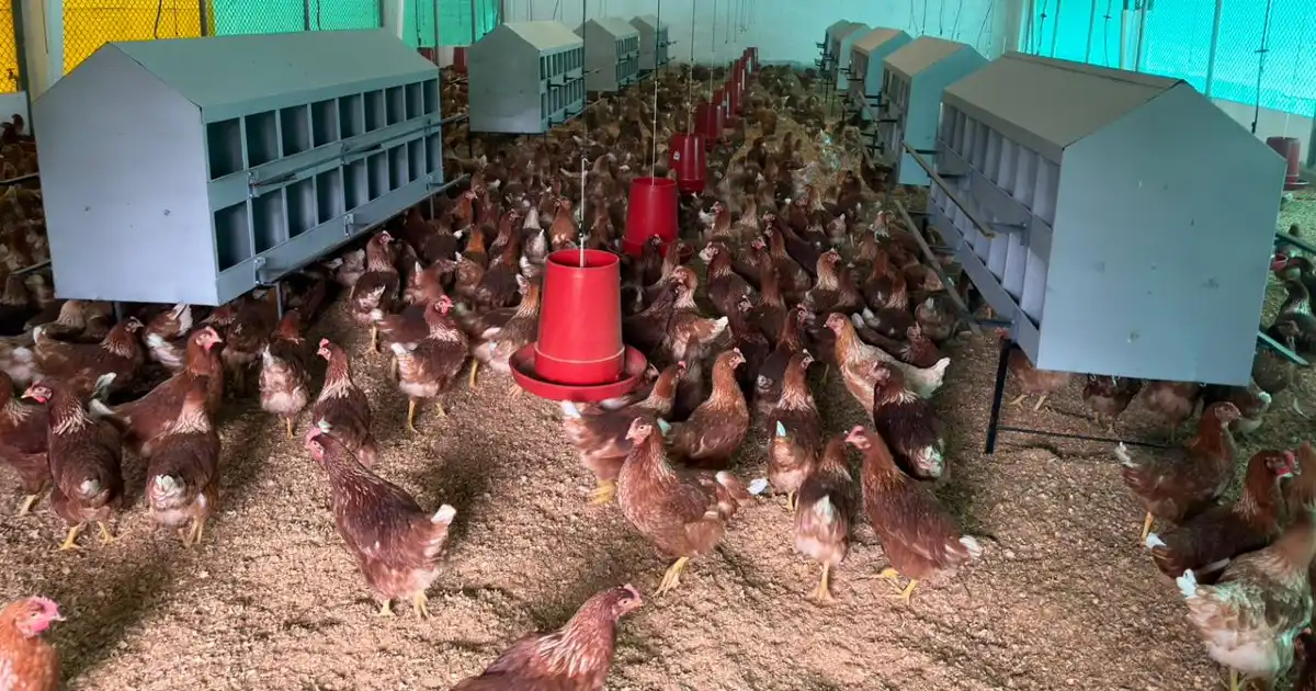 Lote 3 de avicultura en la granja de Marinilla